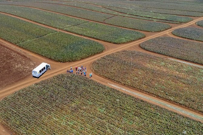 Maui Pineapple Tour - 1.5 Hour Farm Tour in Haliimaile - Meeting and Logistics