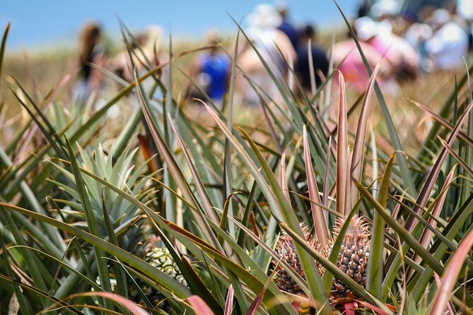 Maui Pineapple Tour - 1.5 Hour Farm Tour in Haliimaile - Viator Help Center and Pricing