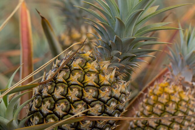 Maui Pineapple Tour - 1.5 Hour Farm Tour in Haliimaile - Common Questions