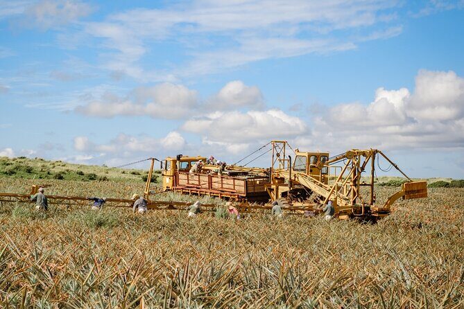 Maui Pineapple Tour: Farm and Feast Experience - Exploring the Itinerary in Detail