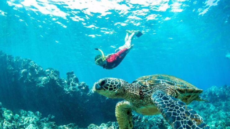 Maui: Premier Snorkel Adventure - Experience Highlights