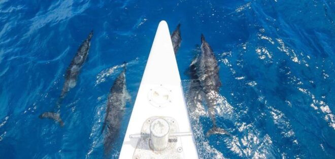Maui: Premier Snorkel Adventure - Additional Information