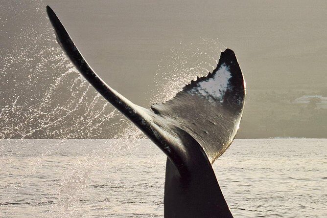 Maui Premium Sunset Dinner Cruise & Whale Watch - The Itinerary: What to Expect