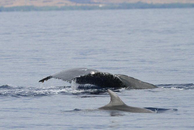 Maui Premium Sunset Dinner Cruise & Whale Watch - FAQs