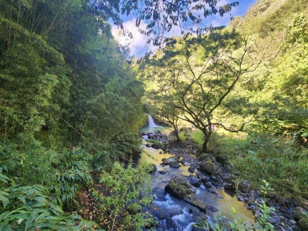 Maui: Private All-Inclusive Road to Hana Tour With Pickup - Rave Reviews From Satisfied Customers