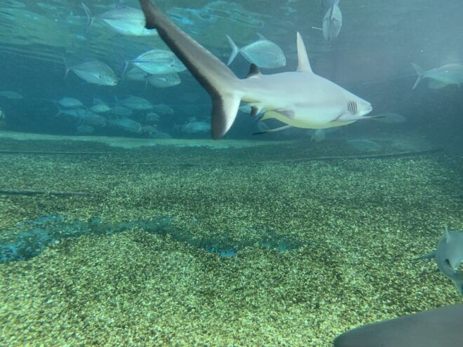 Maui: Private Customizable Island Tour With Transfer - Inclusions