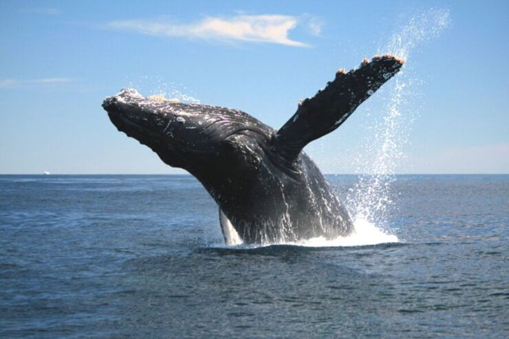 Maui: Self-Guided Audio Tours - Full Island - Tour Highlights