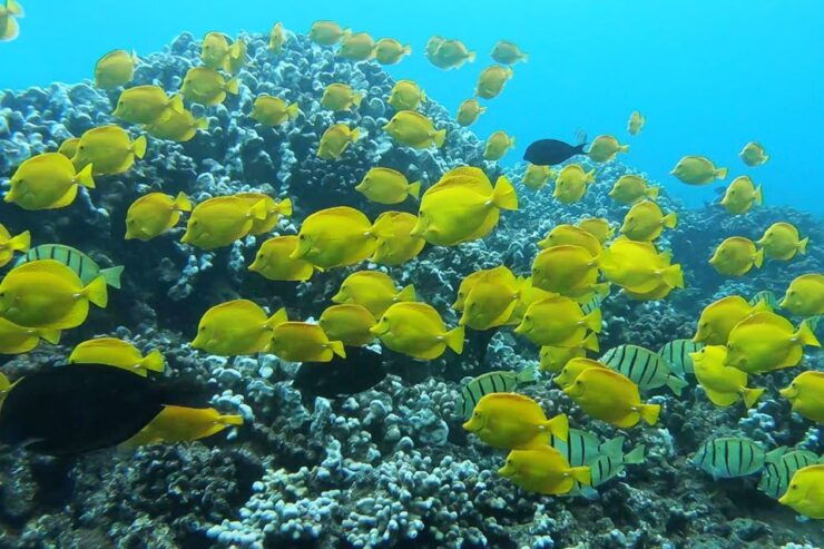 Maui: Semi-Private 2.5 Hour Eco-Raft Turtle Snorkel Tour - Tour Details