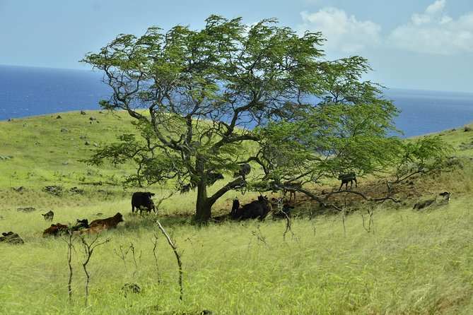 Maui Shore Excursion : Road to Hana Tour From Lahaina - Missed Opportunities and Feedback on Tour Logistics