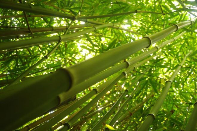 Maui: Sightseeing & Photography Tour Along the Road to Hana - Activity Finale
