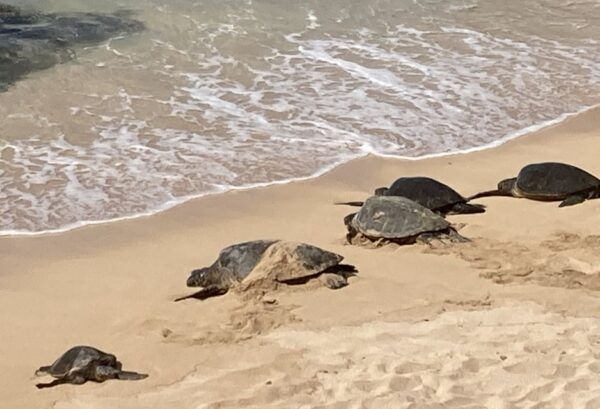 Maui: Sightseeing & Photography Tour Along the Road to Hana - The Sum Up