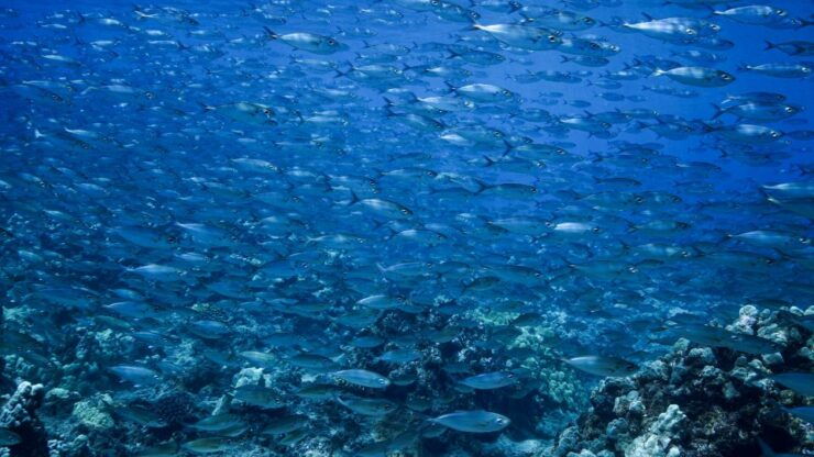 Maui: Small Group Shark and Turtle Dive for Certified Divers - Activity Details