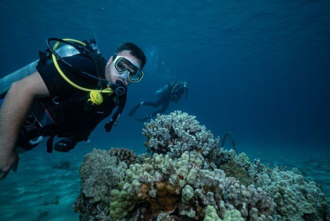 Maui: Small Group Shark and Turtle Dive for Certified Divers - Full Description
