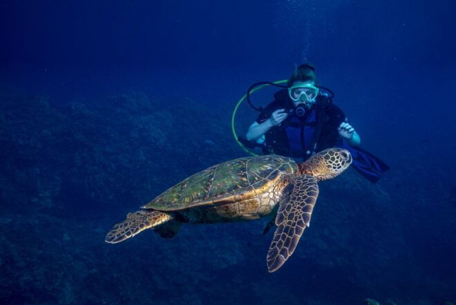 Maui: Small Group Shark and Turtle Dive for Certified Divers - The Sum Up