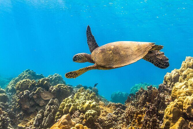 Maui Snorkel and Sunset Sail - The Bottom Line: Is This Tour Worth It?