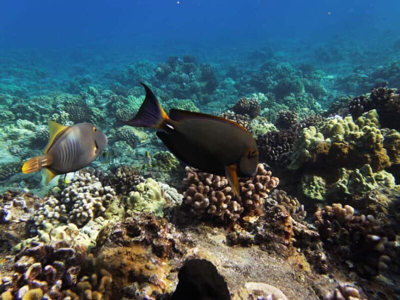 Maui: Snorkel and Sunset Sail with Water Slide - Final Thoughts: Is This Tour for You?