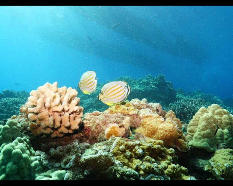 Maui: Snorkel Tour to Coral Gardens - An Overview of the Experience