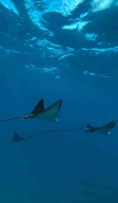 Maui: Snorkel with Turtles and Picnic Tour - Good To Know