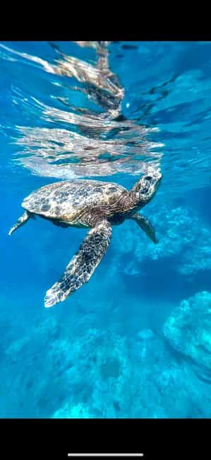 Maui: Snorkel with Turtles and Picnic Tour - What to Expect During the Tour