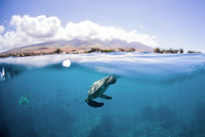 Maui Snorkeling Boat Tour to Turtle Town Aboard Quicksilver - What Makes This Tour Stand Out?
