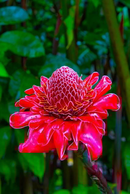 Maui Tropical Rainforest Eco Tour With Lunch - Highlights of the Tour