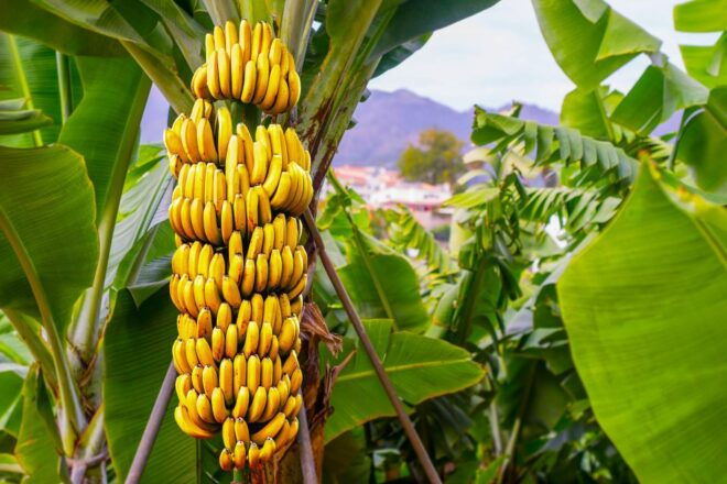 Maui Tropical Rainforest Eco Tour With Lunch - Paia Town and Lunch Experience