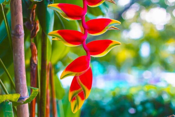 Maui Tropical Rainforest Eco Tour With Lunch - Directions