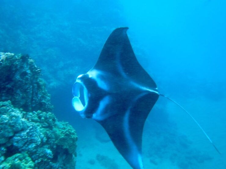 Maui: Turtle Town Kayak and Snorkel Tour - Tour Highlights