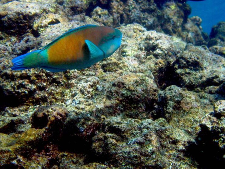 Maui: West Side Discovery Kayak & Snorkel From UKUMEHAME - Full Description