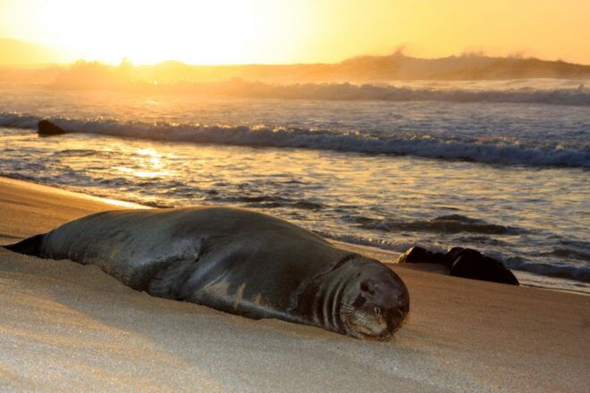 Maui: West Side Discovery Kayak & Snorkel From UKUMEHAME - Calmer Waters in the Morning