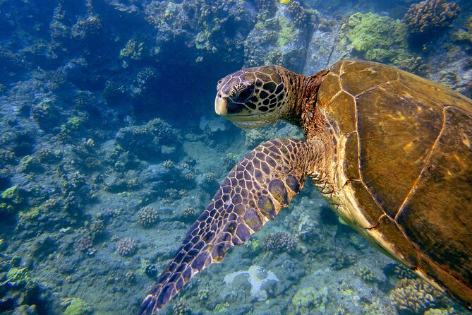 Mauis Only Clear Bottom Kayak Rental (Priced per Tandem Kayak) - Overview and Inclusions