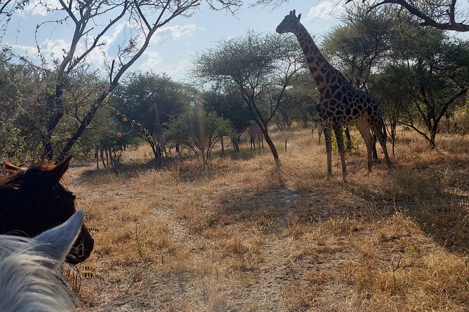 Maun Horse Riding Safari in Private Game Lodge - Booking Information