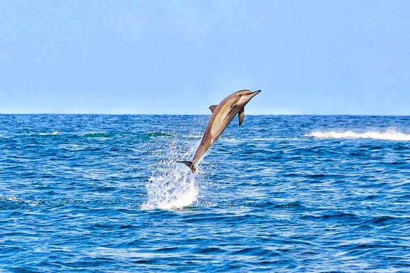 Mauritius 3-Day Private Island Tour - The south: tea, wildlife, and the coast