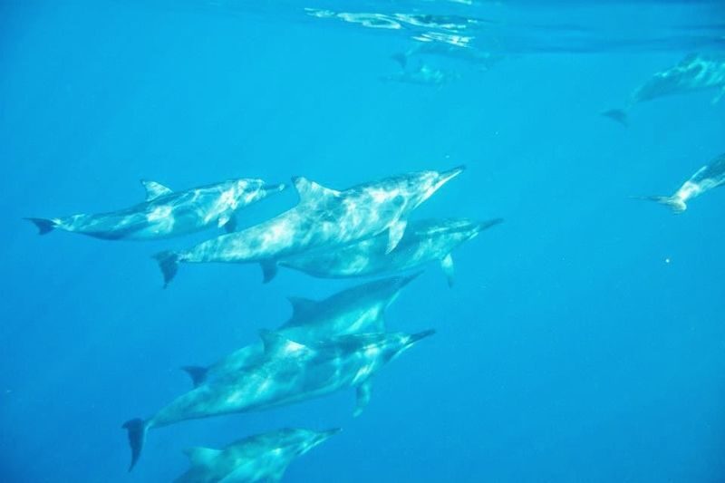 Mauritius 3-Day Private Island Tour - The dolphin option: an early start and an extra charge