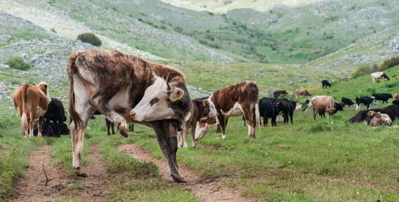 Mavrovo, Galicnik and Jovan Bigorski Monastery from Skopje - Good To Know