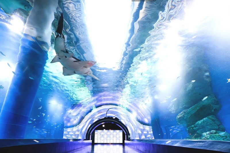 Maxell Aqua Park Shinagawa Ticket - Entering a city aquarium designed for atmosphere