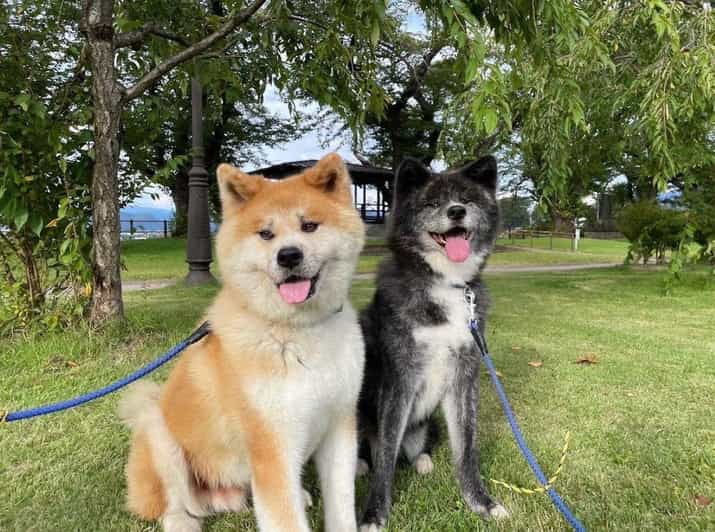 May 2025: AKITA DOG Day! Meet AKITA Dogs in AKITA - Good To Know