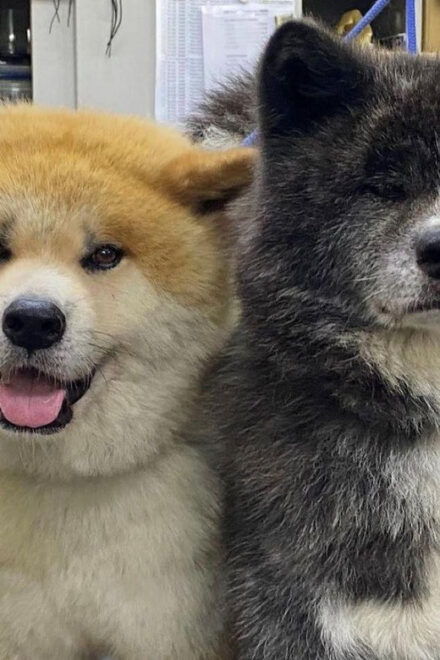 May 2025: AKITA DOG Day! Meet AKITA Dogs in AKITA - Transportation Options