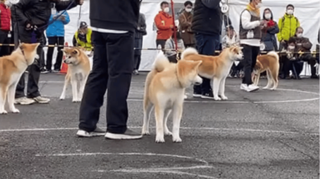 May 2025: AKITA DOG Day! Meet AKITA Dogs in AKITA - Activities and Highlights