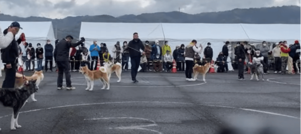 May 2025: AKITA DOG Day! Meet AKITA Dogs in AKITA - Important Event Information