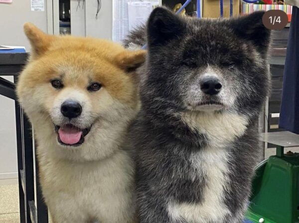 May 2025: AKITA DOG Day! Meet AKITA Dogs in AKITA - How to Prepare