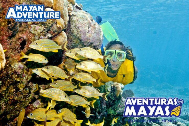 Mayan Adventure - 3 Different Snorkeling Sites in One Day! - Dive Into Diverse Underwater Worlds