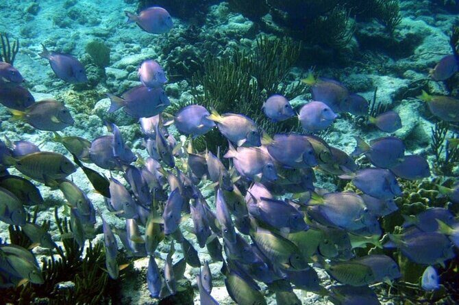 Mayan Adventure: Snorkel in Cove, Cenotes & Underground River - The Sum Up