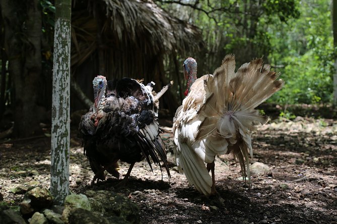 Mayan Backroads Private Bike Tour From Tulum - How to Book