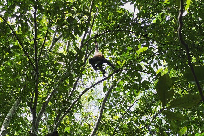 Mayan Jungle Adventure (Private, Full Day) - An In-Depth Look at the Tour