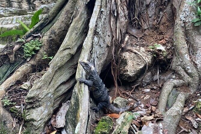 Mayan Jungle Adventure (Private, Full Day) - Who Is This Tour Best For?