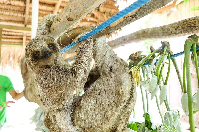 Mayan Jungle ATV, Optional Monkeys/Sloths/Macaws Sanctuary & West Bay Beach - Booking and Reservation Details