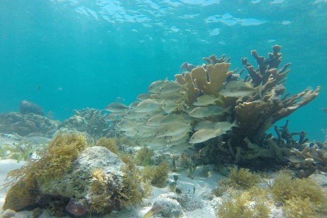 Mayan Jungle Tour: Speed Boat, Snorkel & Snack - Customer Service Feedback