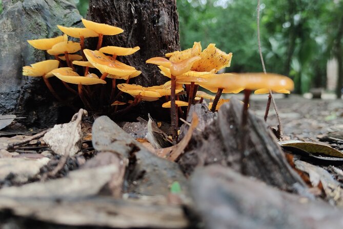 Mayan Land Immersive Experience, Coba, Monkey Reserve and Cenote - Common Questions