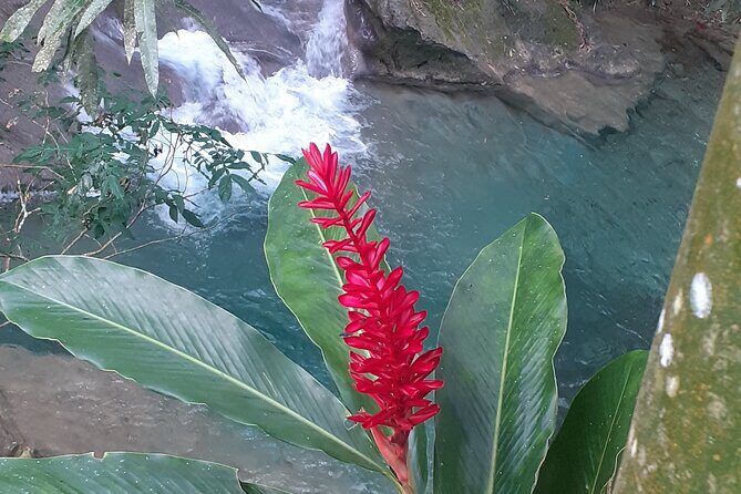 Mayfield Falls nature walk & Negril Hi-light Ricks Cafe - The Sum Up